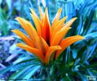 Εξωτικό πορτοκαλί λουλούδι